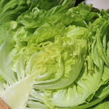 Salat Unicum (Samen)