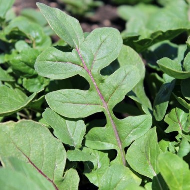 Salatrauke Fireworks (Samen)