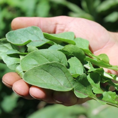 Preview: Salatrauke Fireworks (Samen)