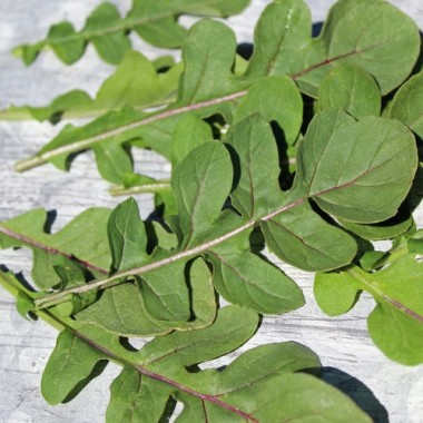 Salatrauke Fireworks (Samen)