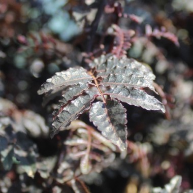 Neu! Sansho Purple Leaf (Pflanze)