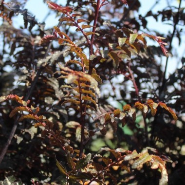 Neu! Sansho Purple Leaf (Pflanze)
