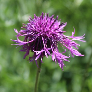 Skabiosen-Flockenblume (Samen)