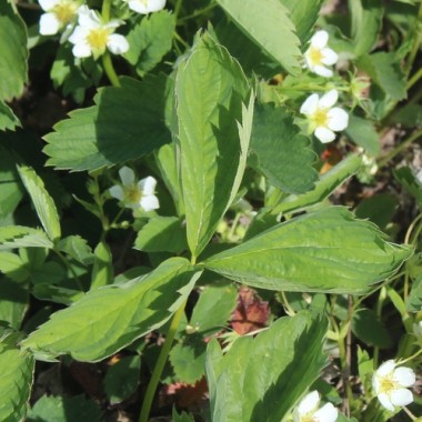 Preview: Scharlacherdbeere Domkapitel Wurzen (Pflanze)