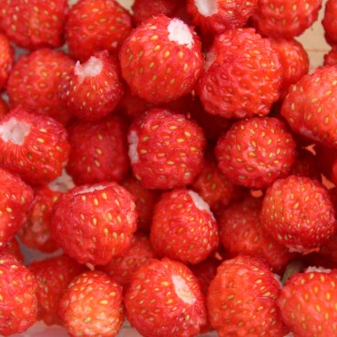 Preview: Scharlacherdbeere Domkapitel Wurzen (Pflanze)