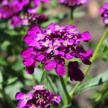 Schleifenblume Cardinal (Samen)