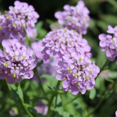 Schleifenblume Lilacina (Samen)