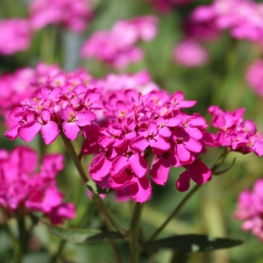 Schleifenblume Red Flash (Samen)