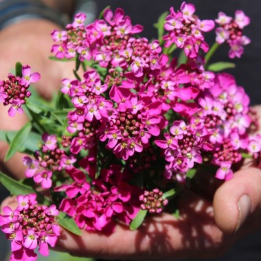Schleifenblume Red Flash (Samen)