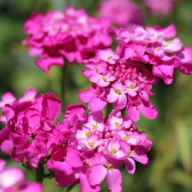 Schleifenblume Red Flash (Samen)