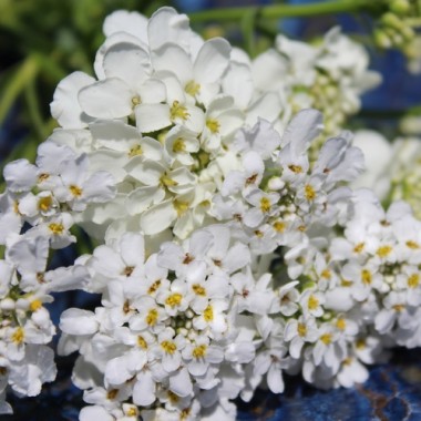 Schleifenblume White Flash (Samen)