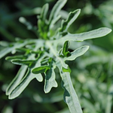 Preview: Schnittkohl Jagallo (Samen)