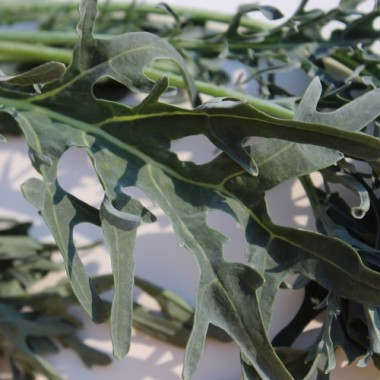 - Kopie - Kopie - Kopie