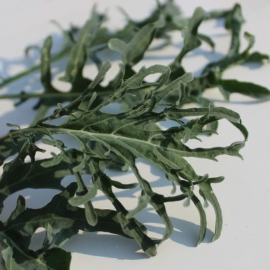 Preview: Schnittkohl Jagallo (Samen)