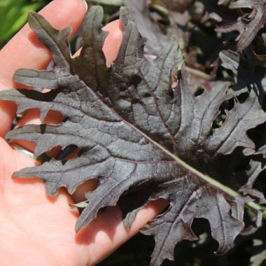 Schnittkohl Red Ruble (Samen)