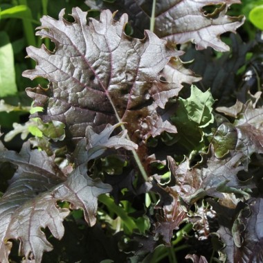 - Kopie - Kopie - Kopie - Kopie