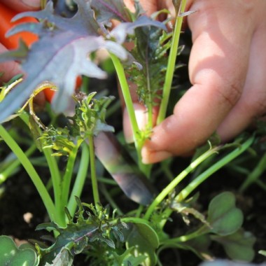 Preview: Schnittkohl Red Ruble (Samen)