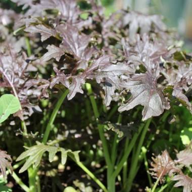 - Kopie - Kopie - Kopie - Kopie