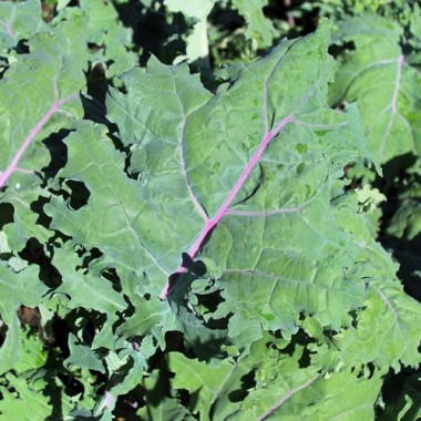 Schnittkohl Red Russian (Samen)