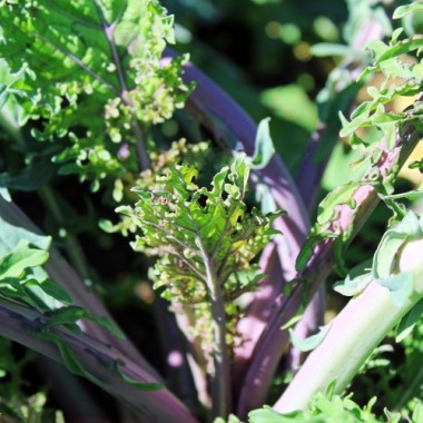 Preview: Schnittkohl Red Russian (Samen)