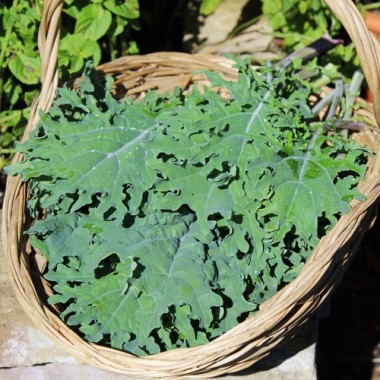 Preview: Schnittkohl Red Russian (Samen)