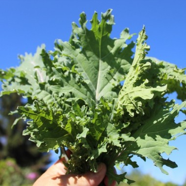 Preview: Schnittkohl Red Russian (Samen)