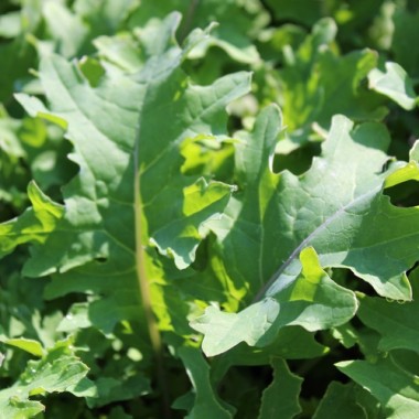 Preview: Schnittkohl Red Ursa (Samen)