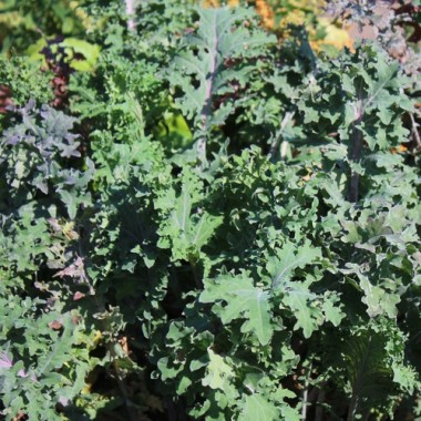 Preview: Schnittkohl Red Ursa (Samen)