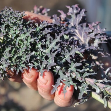 Preview: Schnittkohl Red Ursa (Samen)