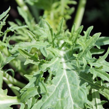 Preview: Schnittkohl Siber Frill (Samen)