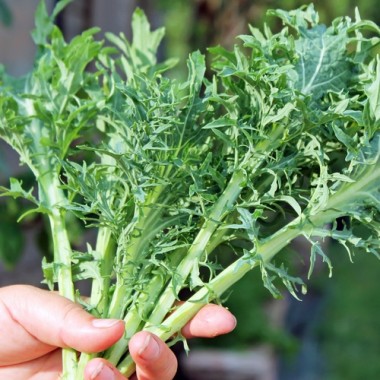 Preview: Schnittkohl Siber Frill (Samen)