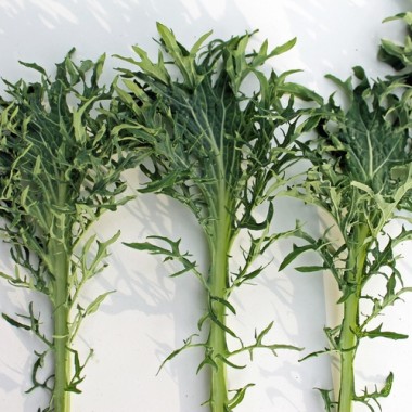 Schnittkohl Siber Frill (Samen)