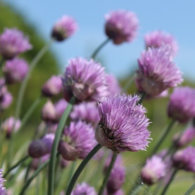 Schnittlauch Broad Leaf (Pflanze)