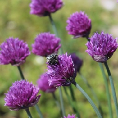 Schnittlauch Cassis Ice (Pflanze)