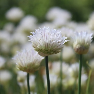 Schnittlauch White Bere (Pflanze)