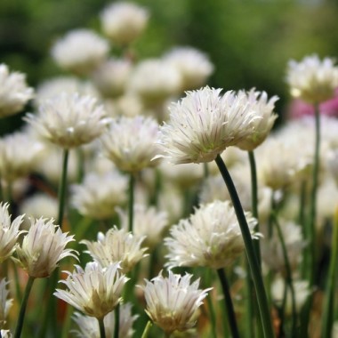 Schnittlauch White Bere (Pflanze)