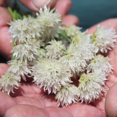 Schnittlauch White Bere (Pflanze)