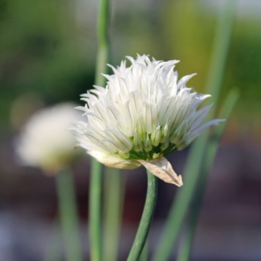 Schnittlauch White Bere (Pflanze)