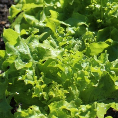 Salat Bionda a foglia di quercia (Samen)