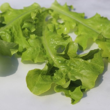 Salat Bionda a foglia di quercia (Samen)
