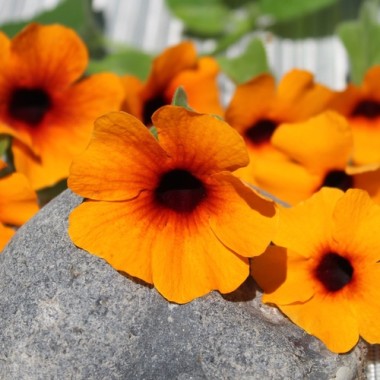 Schwarzäugige Susanne Orange Eye (Samen)