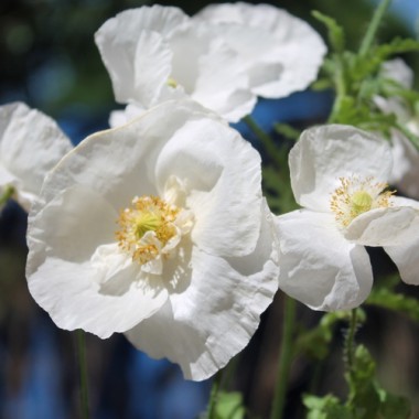 Seidenmohn Bridal Silk (Samen)