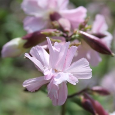 Seifenkraut gefüllt Auslese (Pflanze)