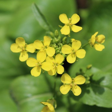 Komatsuna Big Leaf (Samen)