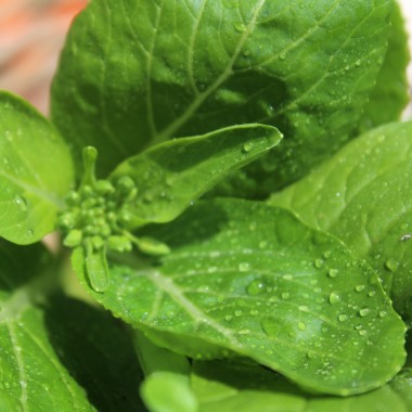 Preview: Komatsuna Big Leaf (Samen)