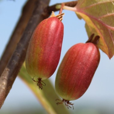 Sibirische Kiwi Dr. Szymanowski weiblich (Pflanze)