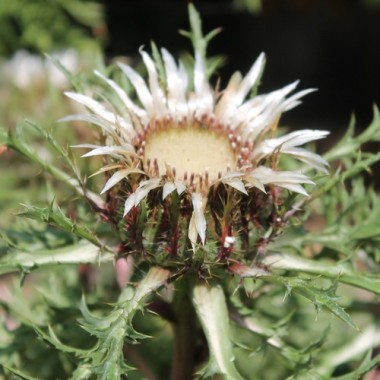 Silberdistel (Samen)