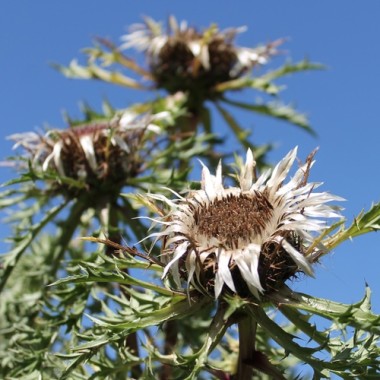Silberdistel (Samen)