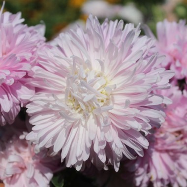 Sommeraster Appleblossom King Size  (Samen)