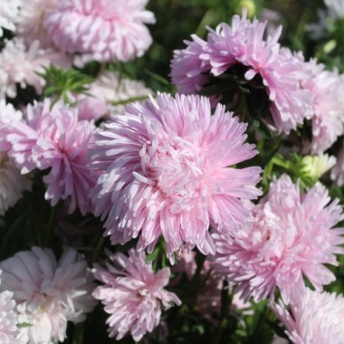 Sommeraster Appleblossom King Size  (Samen)
